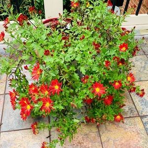 Meet your Posher, Alka